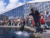 Océanopolis, l'aquarium de Brest