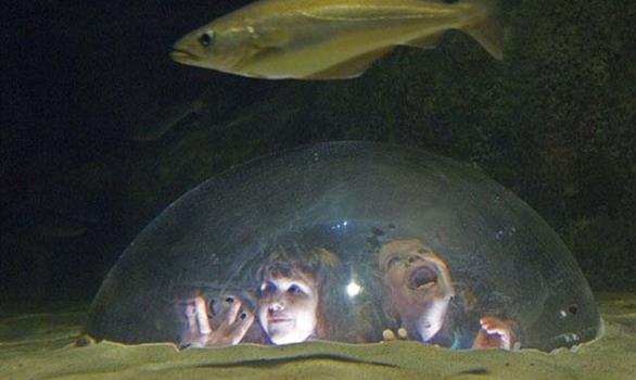 Une sortie en famille : L'Aquarium Marin de Trégastel - Stereden, Village de Chalets
