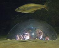 Une sortie en famille : L'Aquarium Marin de Trégastel