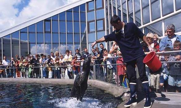 Océanopolis, l'aquarium de Brest - Stereden, Village de Chalets