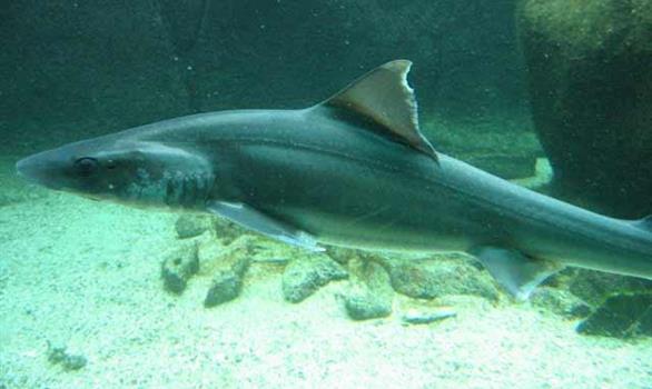 Pavillon tropical d'Océanopolis : les requins - Stereden, Village de Chalets