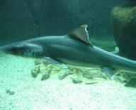 Pavillon tropical d'Océanopolis : les requins