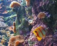 L'aquarium tropical de Brest