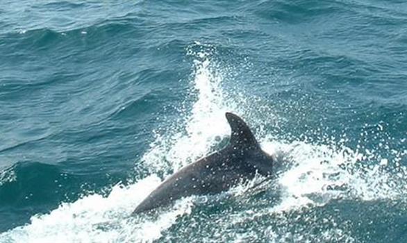 Découvrez la colonie de dauphins au large de Perros-Guirec - Stereden, Village de Chalets