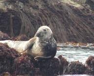 Un phoque gris, sur l'un des rochers des Sept-Iles