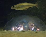 Activités en famille : visite de l'aquarium de Trégastel