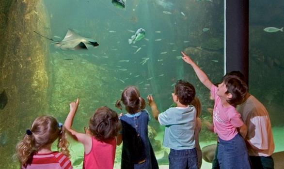 Activités en famille : visite de l'aquarium de Trégastel - Stereden, Village de Chalets