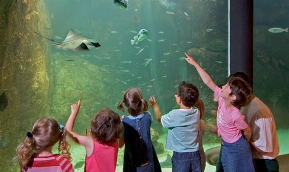 Vacances de Pâques en Bretagne : visite de l'aquarium - Stereden, Village de Chalets