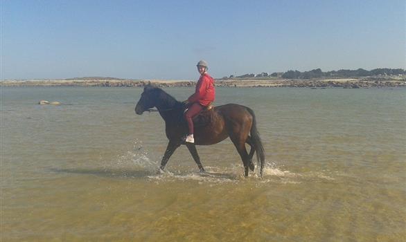 Balades à cheval ou à poney sur la plage - Stereden, Village de Chalets