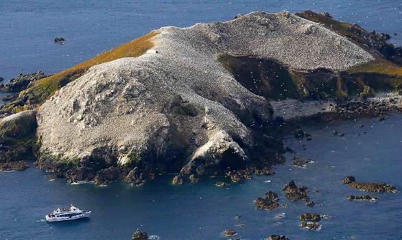 Réserve naturelle des Sept-Îles de Perros-Guirec: l'île Rouzic, "l'île aux oiseaux" - Stereden, Village de Chalets
