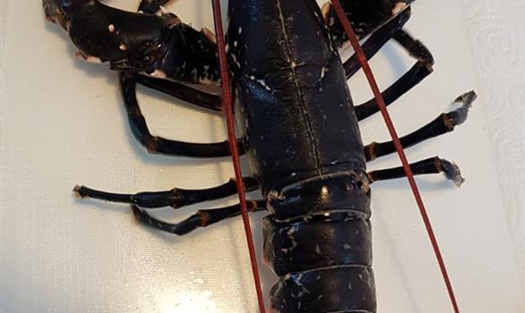 Homard - Stereden, Village de Chalets