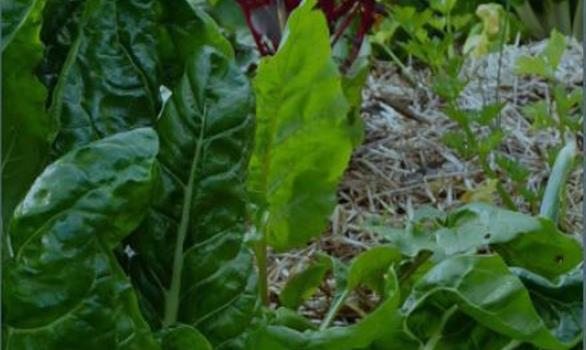 Formation cuisine permaculture - Stereden, Village de Chalets