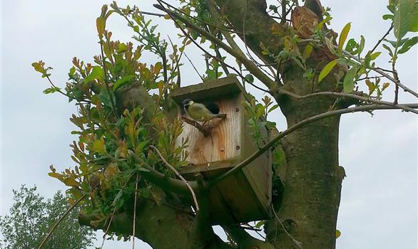 A Stereden, les oiseaux aussi ont leurs gîtes ! - Stereden, Village de Chalets