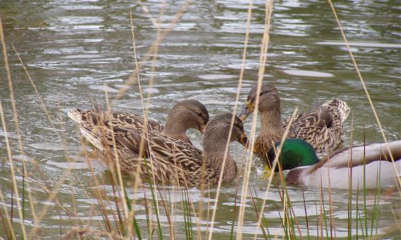 Canards sauvages - Stereden, Village de Chalets