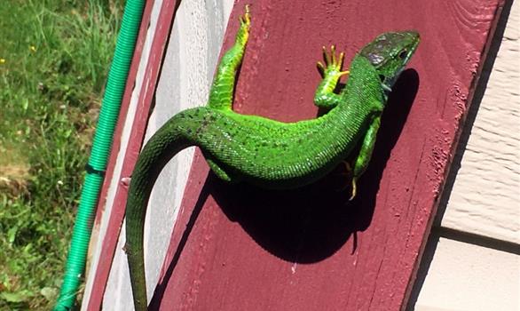 Un lézard vert, rarement visible... - Stereden, Village de Chalets