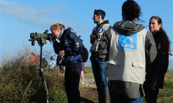 Observation des oiseaux marins guide station LPO Pleumeur-Bodou - Stereden, Village de Chalets