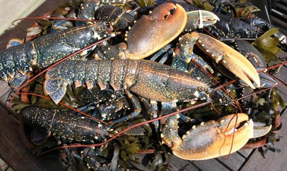 Plateaux de fruits de mer - Stereden, Village de Chalets