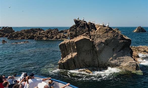 Les oiseaux marins à Perros-Guirec - Stereden, Village de Chalets